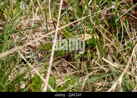 Closeup photo of a female wart-biter (Decticus verrucivorus) bush-cricket on a mountain meadow in Harghita county, Transylvania. Stock Photo