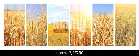 Set of vertical banners with agricultural cereal products. Agriculture collage with fresh crop of rye, ears of wheat. Organic food production. Harvest Stock Photo