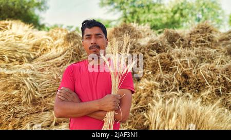 Confident Indian farmer holding harvest crop plant in his Wheat field. Countryside capture Stock Photo