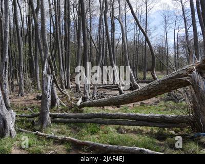 Broken windbreak forest catastrophic natural landscape Stock Photo