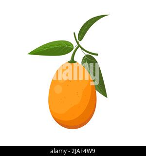 Kumquat with leaves, flat style vector illustration isolated on white background Stock Vector