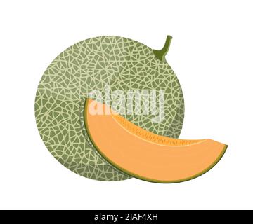 Melon, whole and slices, flat style vector illustration isolated on white background Stock Vector
