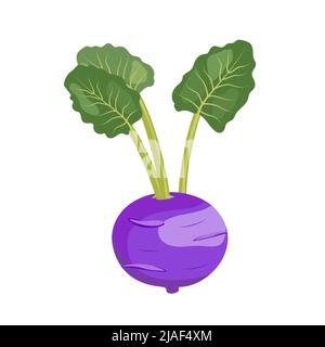 Purple Kohlrabi cabbage with leaves, flat style vector illustration isolated on white background Stock Vector
