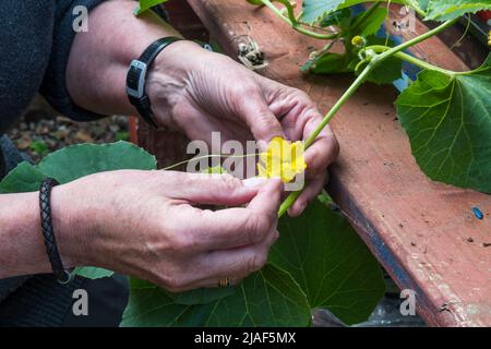 Woman hand fertilising an Emir F1 melon, Cucumis melo, by rubbing male flower onto female flower. Stock Photo