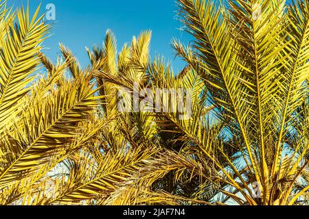 background of green palm branches on blue sky Stock Photo