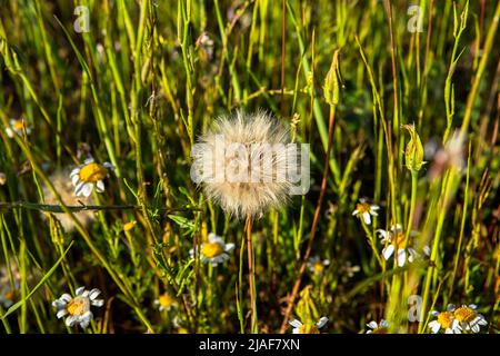 beauty in nature dandelion flower on green vegetation Stock Photo