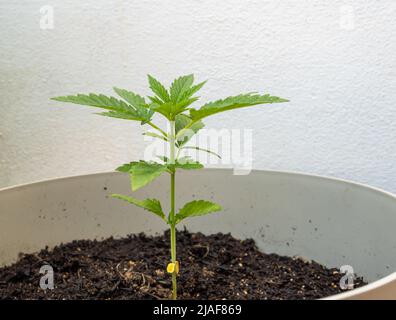 Close-up of a marijuana plant, Cannabis sativa, in a state of germination in an urban garden for self-consumption Stock Photo