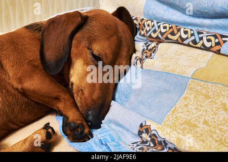Close-up portrait of a sleeping dog. Sleeping brown dachshund Stock Photo
