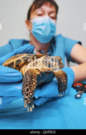 Treatment of exotic animals. Turtle in the veterinary clinic Stock Photo