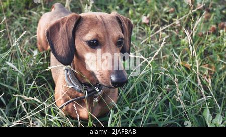 Smooth-haired mini dachshund in green grass. Miniature dachshund on a walk Stock Photo