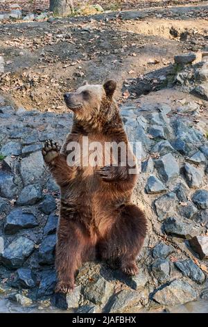 The brown bear Ursus arctos waiting for the food at the zoo Stock Photo