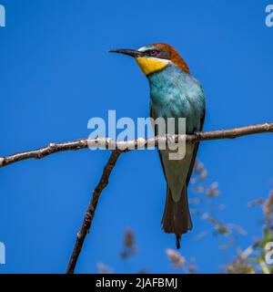 European bee eater (Merops apiaster), perching on a branch, Germany, Baden-Wuerttemberg Stock Photo