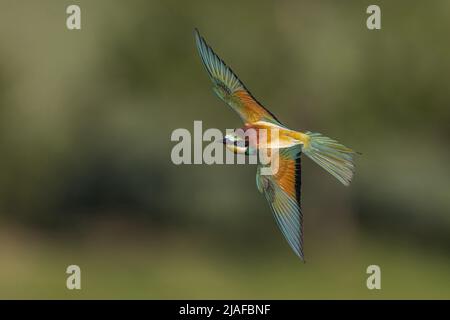 European bee eater (Merops apiaster), in flight, Germany, Baden-Wuerttemberg Stock Photo