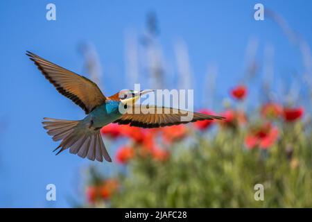 European bee eater (Merops apiaster), in flight, Germany, Baden-Wuerttemberg Stock Photo