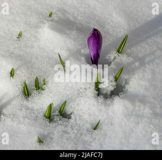 Dutch crocus, spring crocus (Crocus vernus, Crocus neapolitanus), blooming crocus in snow, Norway, Troms Stock Photo