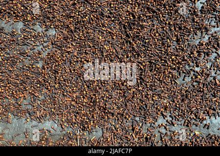 Clove (Syzygium aromaticum), Dried cloves, at a roadside, Indonesia, Bali, Munduk Stock Photo