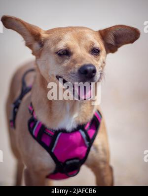 Close-up of a brown mixed-breed female dog wearing a pink harness in the outdoors with big funny ears and a happy face. Vertical composition Stock Photo