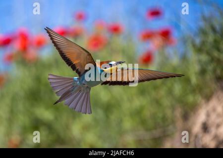 European bee eater (Merops apiaster), in flight, Germany, Baden-Wuerttemberg Stock Photo
