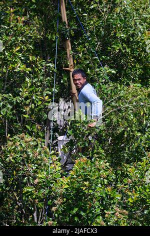 Clove (Syzygium aromaticum), Farmer harvests cloves from a tree, Indonesia, Bali, Munduk Stock Photo