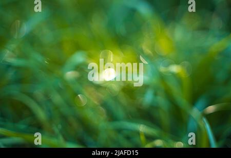 Green grass with highlights, blurred background. Green background. Stock Photo