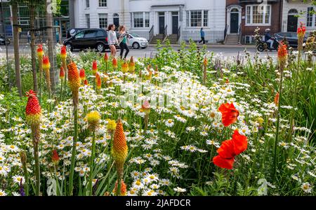 Brighton UK 30th May 2022 - Passers by enjoy the wildflower meadow in Valley Gardens Brighton which are  in full bloom on a bright day with a mixture of sunshine and clouds along the South Coast : Credit Simon Dack / Alamy Live News Stock Photo