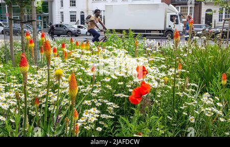 Brighton UK 30th May 2022 - Passers by enjoy the wildflower meadow in Valley Gardens Brighton which are  in full bloom on a bright day with a mixture of sunshine and clouds along the South Coast : Credit Simon Dack / Alamy Live News Stock Photo