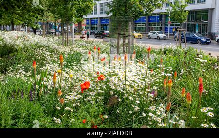 Brighton UK 30th May 2022 - Passers by enjoy the wildflower meadow in Valley Gardens Brighton which are  in full bloom on a bright day with a mixture of sunshine and clouds along the South Coast : Credit Simon Dack / Alamy Live News Stock Photo