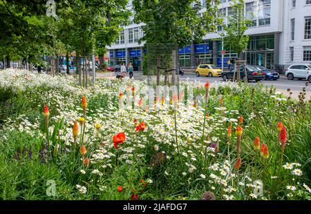 Brighton UK 30th May 2022 - Passers by enjoy the wildflower meadow in Valley Gardens Brighton which are  in full bloom on a bright day with a mixture of sunshine and clouds along the South Coast : Credit Simon Dack / Alamy Live News Stock Photo