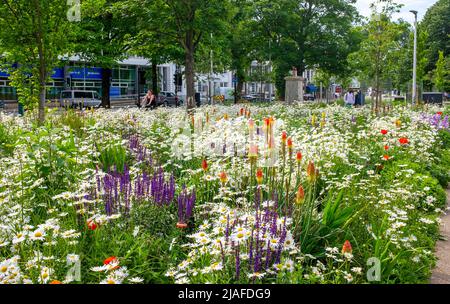 Brighton UK 30th May 2022 - Passers by enjoy the wildflower meadow in Valley Gardens Brighton which are  in full bloom on a bright day with a mixture of sunshine and clouds along the South Coast : Credit Simon Dack / Alamy Live News Stock Photo