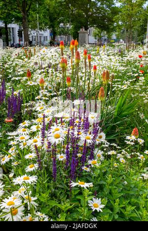 Brighton UK 30th May 2022 - Passers by enjoy the wildflower meadow in Valley Gardens Brighton which are  in full bloom on a bright day with a mixture of sunshine and clouds along the South Coast : Credit Simon Dack / Alamy Live News Stock Photo