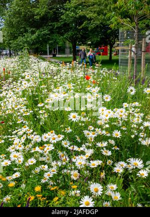 Brighton UK 30th May 2022 - Passers by enjoy the wildflower meadow in Valley Gardens Brighton which are  in full bloom on a bright day with a mixture of sunshine and clouds along the South Coast : Credit Simon Dack / Alamy Live News Stock Photo