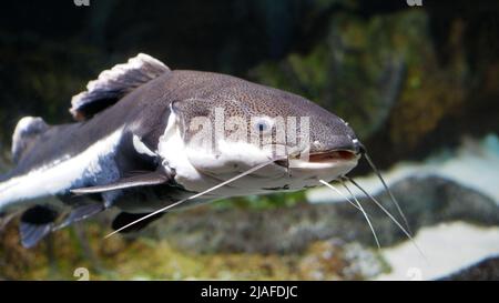 A Fishing Cat Hunting for Fish in Black and White Stock Photo - Alamy