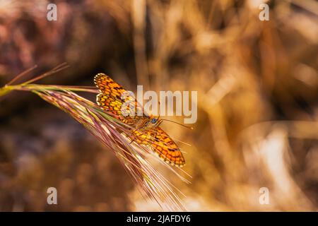 Beautiful orange butterfly on golden field meadow, natural summer landscape, macro close up. summer or fall. copy space. Stock Photo
