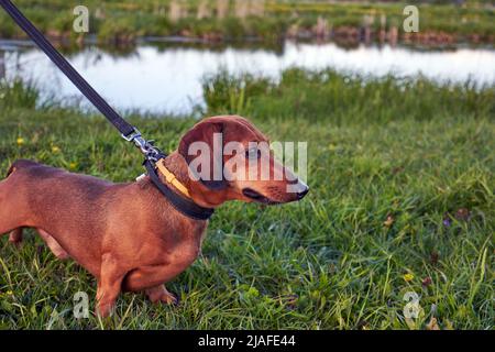 Small hunting dog. Miniature dachshund on a walk in nature