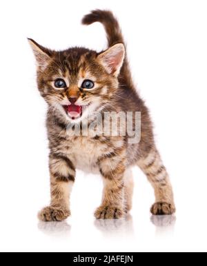 Small brown kitten is angry and meows at the camera on a white background. Stock Photo