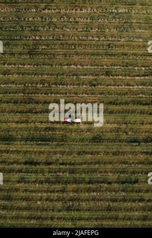 Aerial view of agricultural tractor with crop sprayer applying insecticide in apple fruit orchard, top view Stock Photo