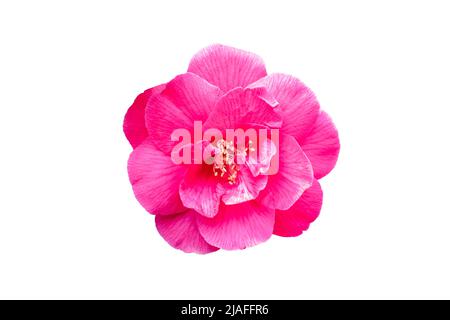 Pink camellia flower isolated on white background  Stock Photo
