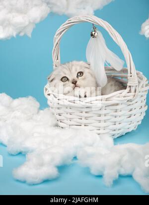 Small Scottish gray-colored kitten lies in a white wicker basket on a blue background among homemade cotton clouds. Cat looks up dreamily with his yel Stock Photo