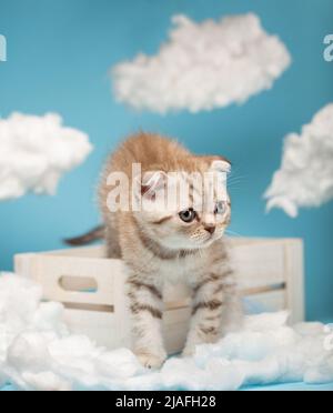 Little cute striped kitten of Scottish breed light brown with green eyes climbs out of a wooden box. Kitten looks away and walks among the white cotto Stock Photo