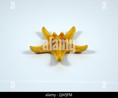Starfish close up on white background Stock Photo