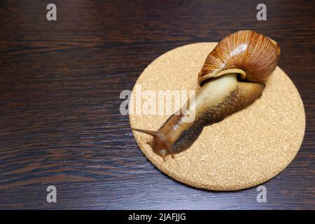 Achatina giant snail crawling on the surface Stock Photo