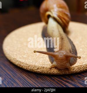 Achatina giant snail crawling on the surface Stock Photo