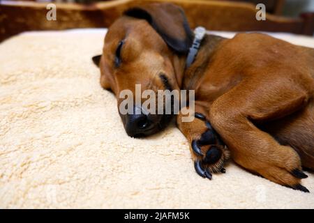 The dog sleeps on the bed. Brown dachshund sleeping on the bed Stock Photo