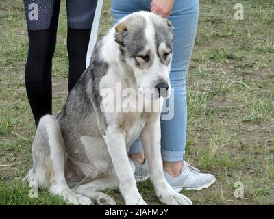 Central Asian shepherd dog at a dog show Stock Photo