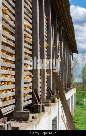 A wooden corncrib, somewhere on the Vojvodinian farm, is full of ripe ears of corn.