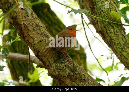 European robin on a tree in a park. Stock Photo