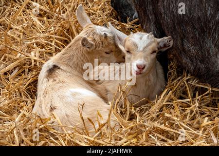 Close up of juvenile pigmy goats in a bed of straw Stock Photo