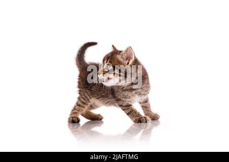 Striped little kitten is angry and meows on a white background. Stock Photo