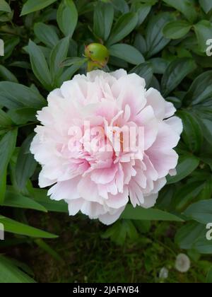 Light pink peony flower close up Stock Photo