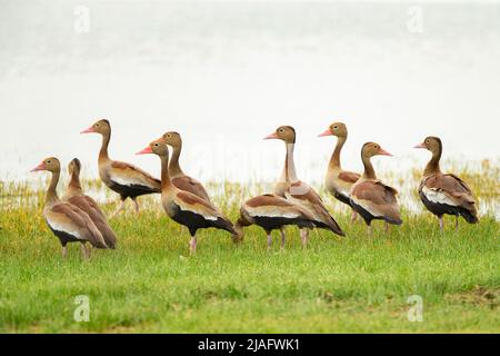 Black-Bellied Whistling-Duck (Dendrocygna autumnalis) Stock Photo